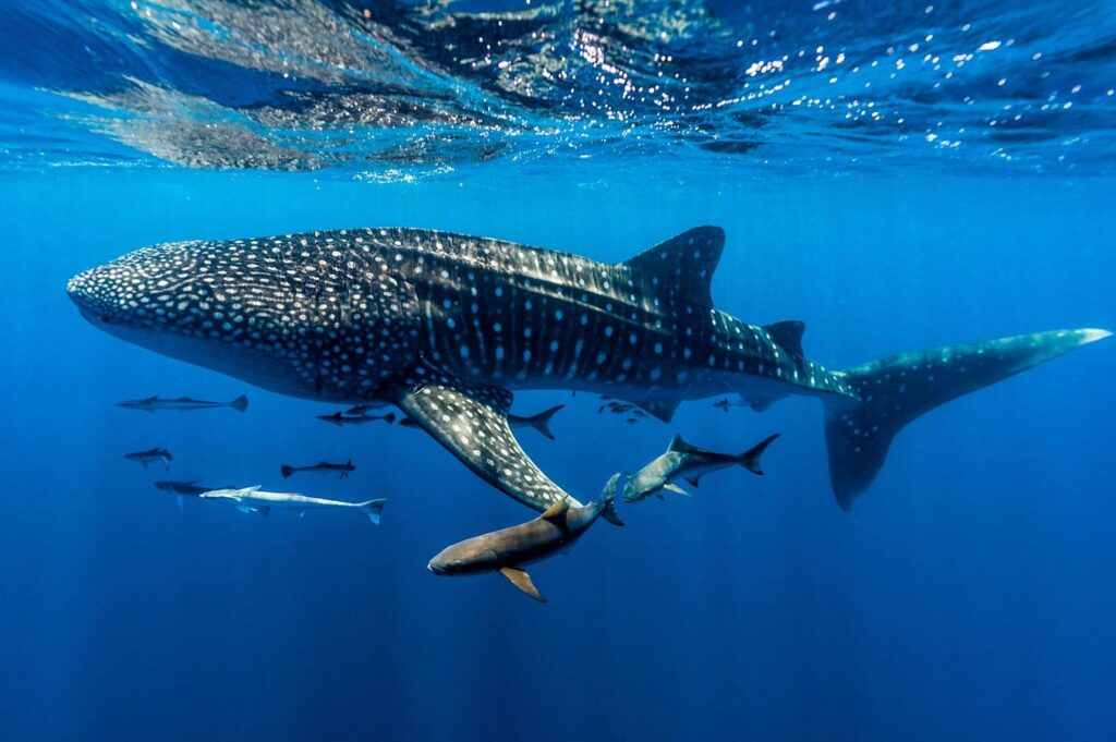 How Gujarat's Fishermen Became Whale Shark Protectors