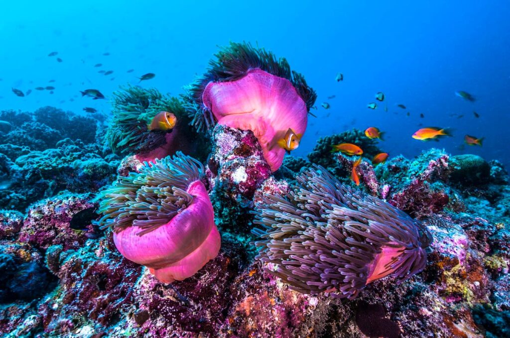 Bringing Corals Back To Life