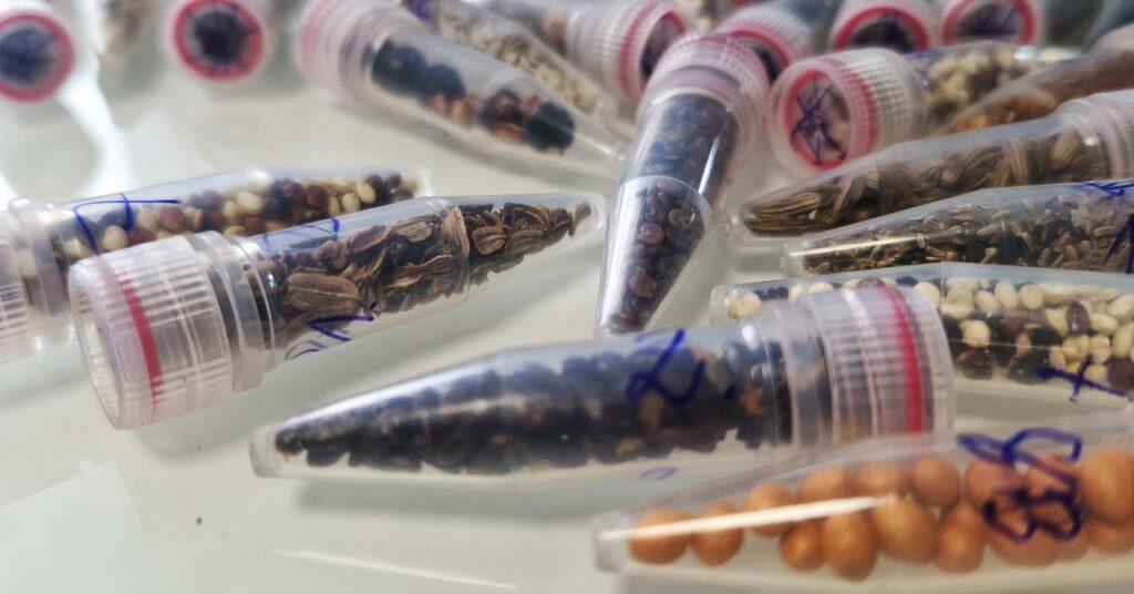 Scientists Are Sending Cannabis Seeds to Space Scientists Are Sending Cannabis Seeds to Space