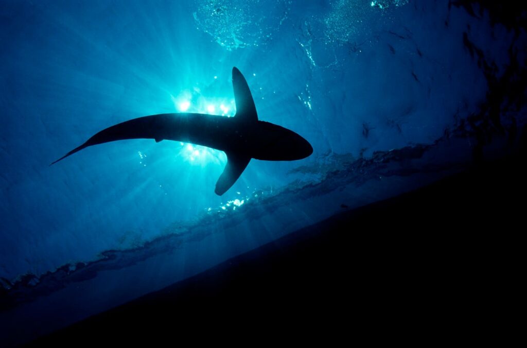 Guatemala’s Shark Meat Trade Exposed