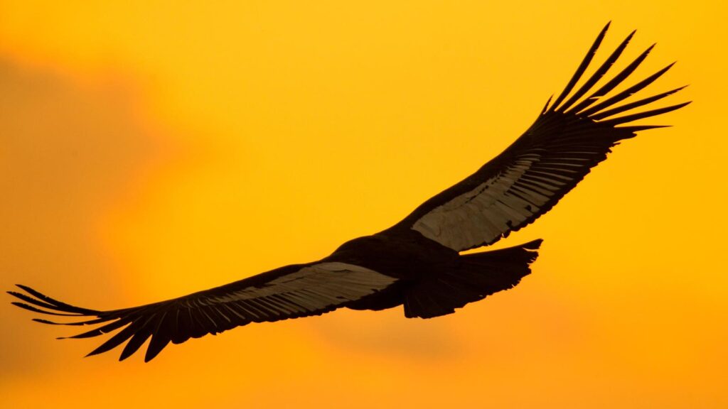 It’s Also The World’s Heaviest Soaring Bird)