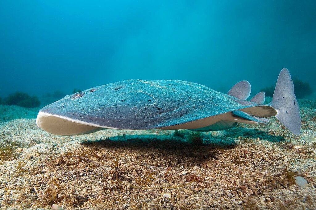 Why Even Sharks Avoid Electric Rays