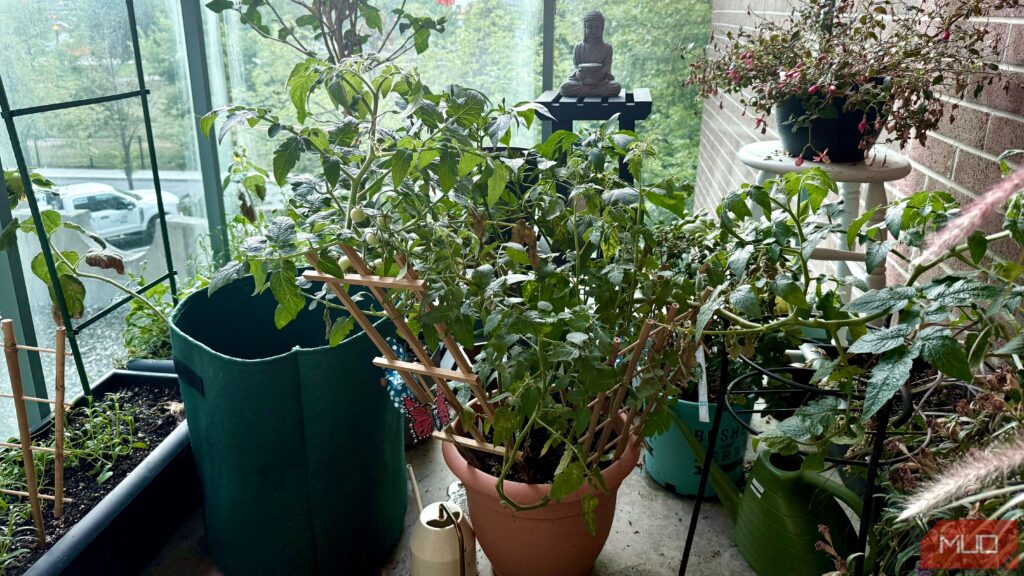 6 Edible Plants I've Easily Grown in a Small Space