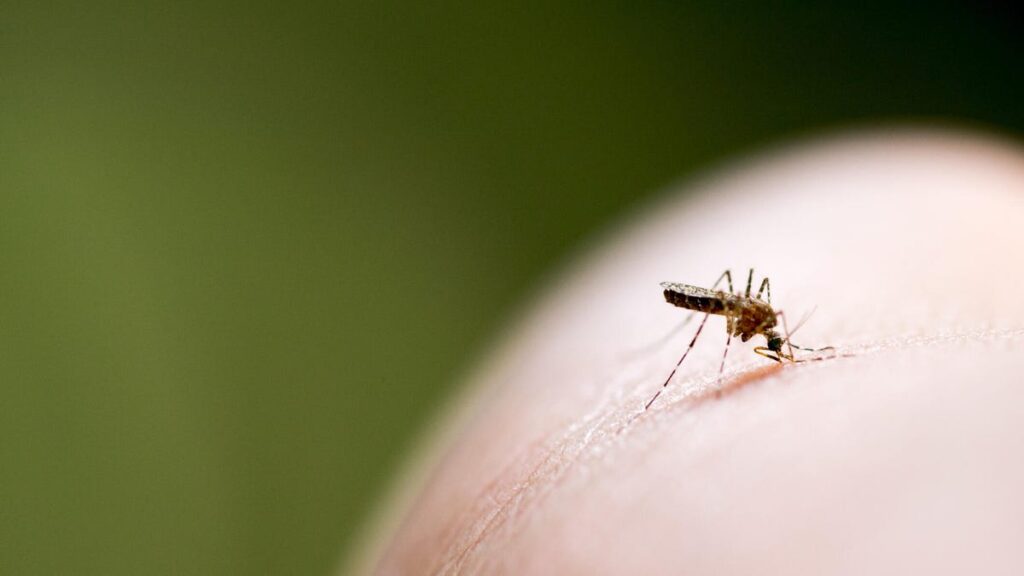 Your Blood Type Might Be Why Mosquitoes Love You. A Doctor Explains Why