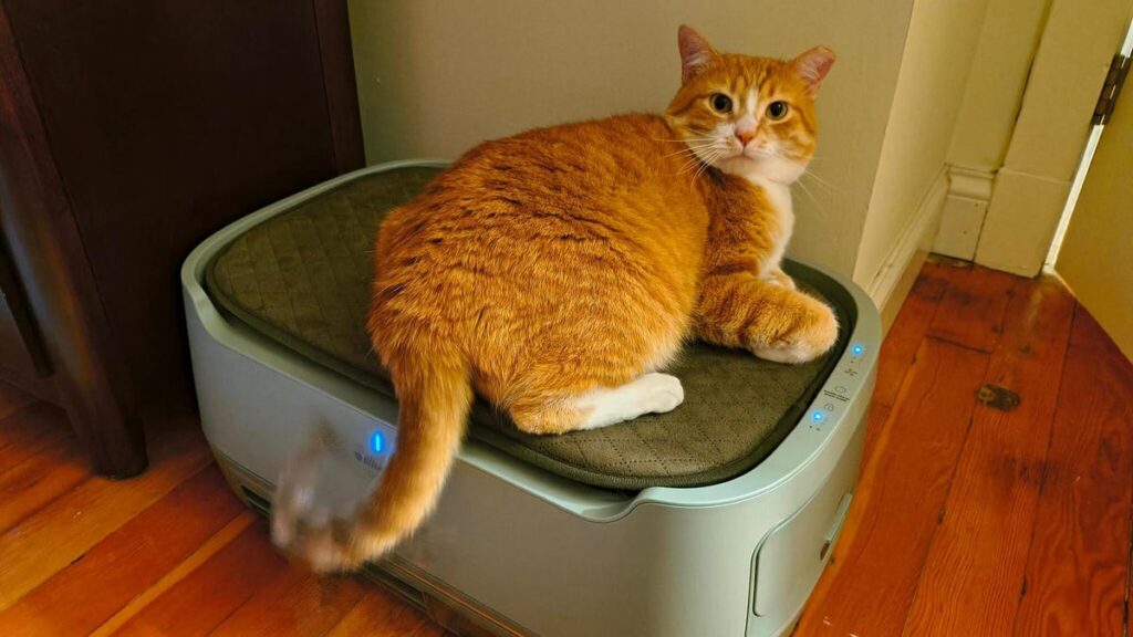 My cat loves this smart air purifier that doubles as a pet bed, and it's $100 off for Labor Day