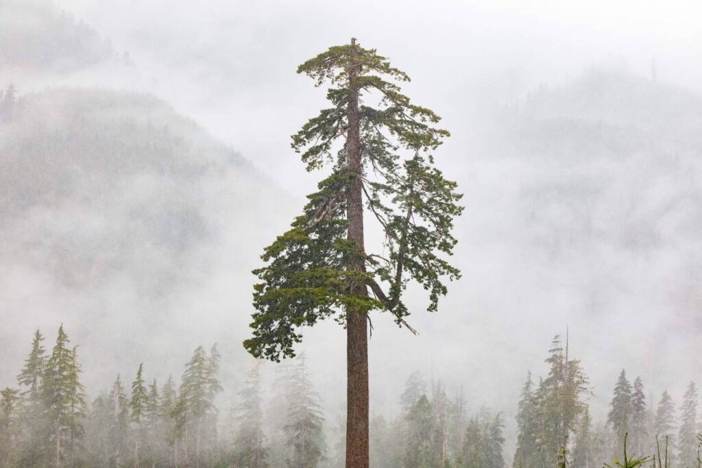 Consolidation begins to hit the carbon credit market "Big Lonely Doug" a Coast Douglas-fir stands on its own.