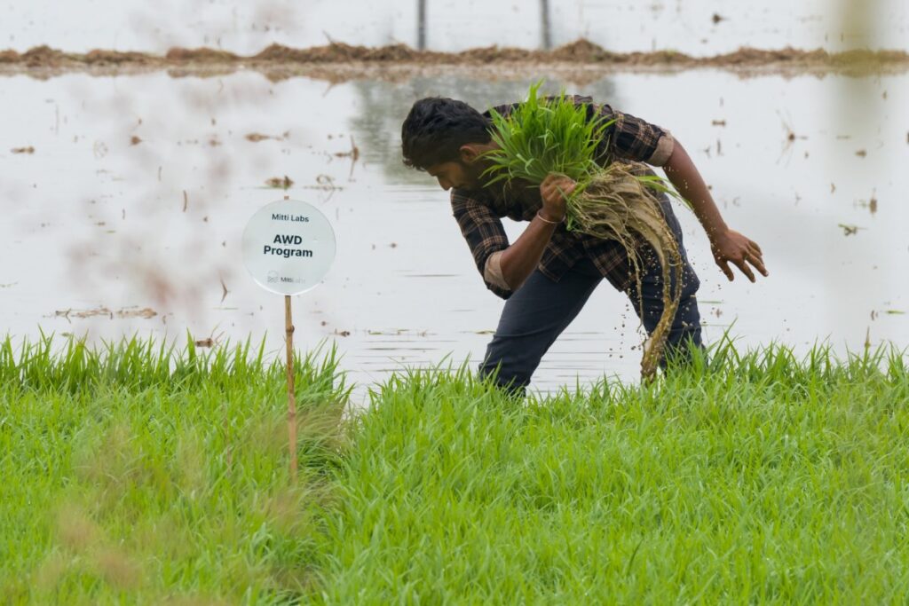 A rice farmer in Mitti Labs Andhra Pradesh AWD program